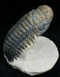 Bargain Crotalocephalina Trilobite - #6921-3